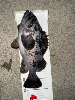 クロソイの釣果