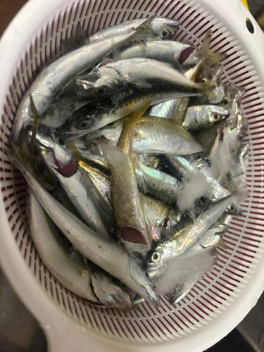 サバの釣果