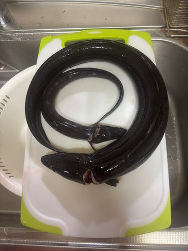 マアナゴの釣果