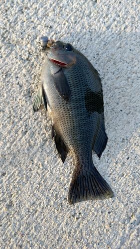 グレの釣果