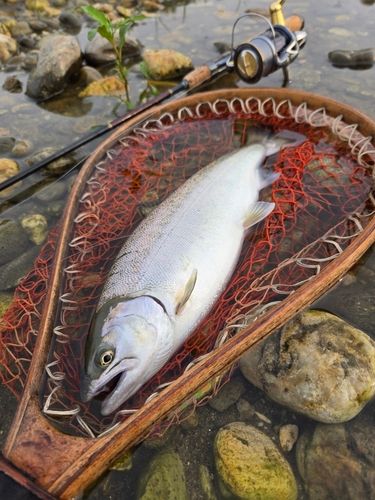 サツキマスの釣果