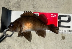 メバルの釣果