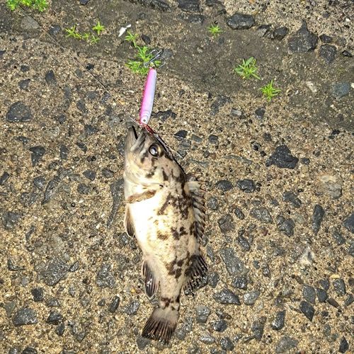 釣果