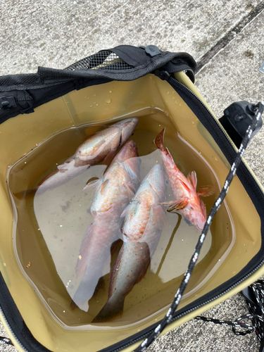 アカササノハベラの釣果