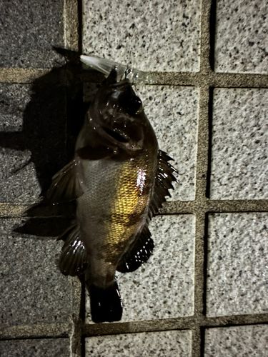 メバルの釣果