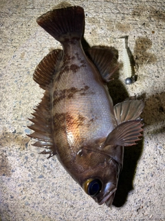 メバルの釣果