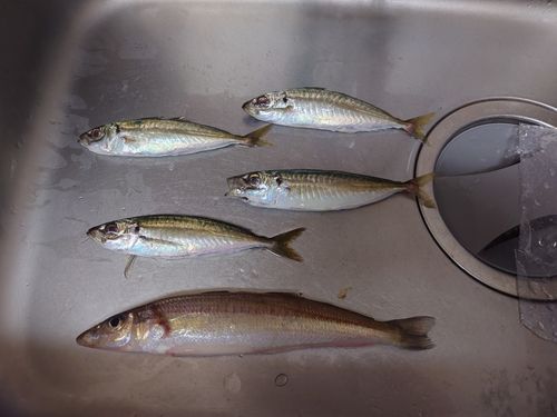 キスの釣果