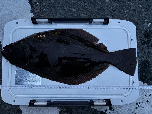 ヒラメの釣果