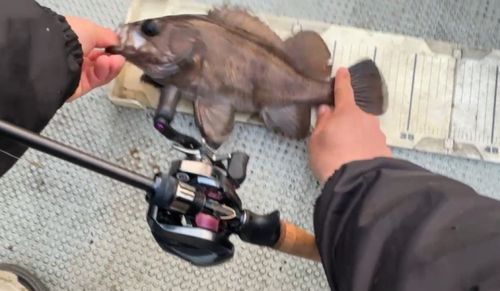 メバル