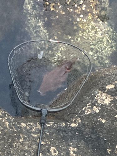 モンゴウイカの釣果