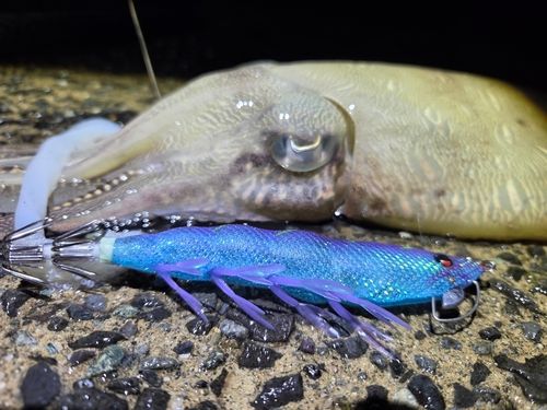 モンゴウイカの釣果