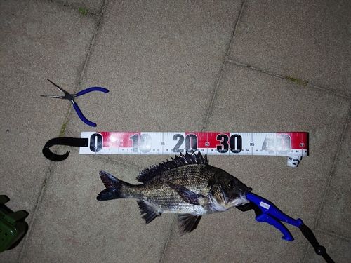 クロダイの釣果