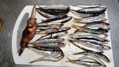 カタクチイワシの釣果