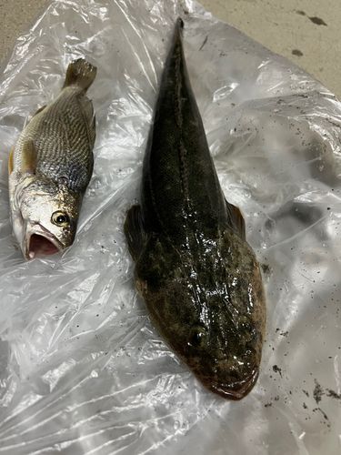 マゴチの釣果