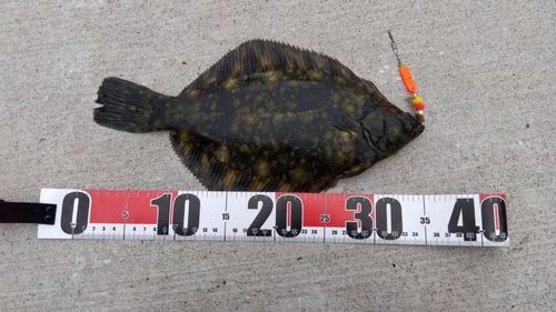 クロガシラガレイの釣果