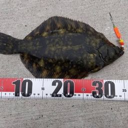 クロガシラガレイ