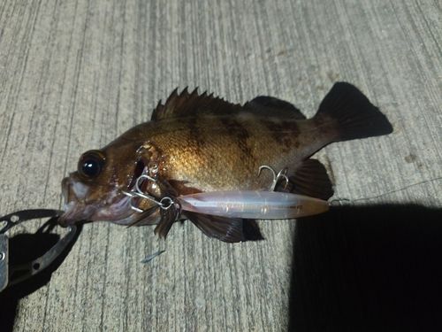 アカメバルの釣果