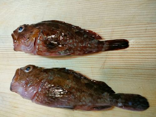 カサゴの釣果