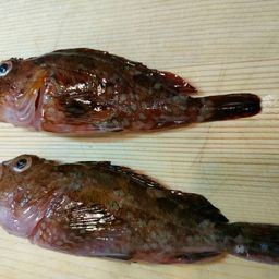 カサゴ