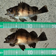 メバルの釣果