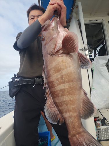 マハタの釣果