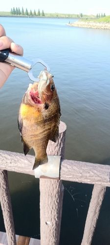 ブルーギルの釣果