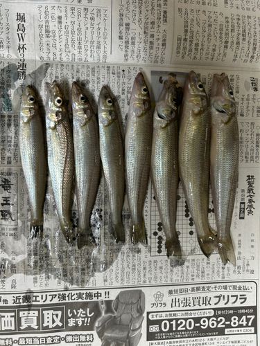 キスの釣果