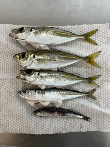 アジの釣果