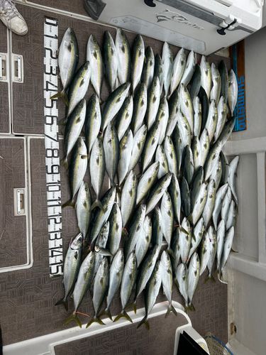 ハマチの釣果