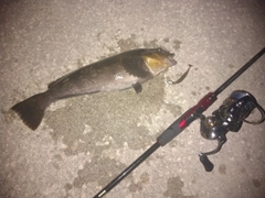 アイナメの釣果