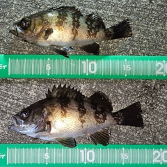 メバルの釣果