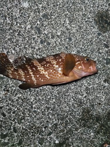 カサゴ