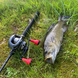 スモールマウスバス