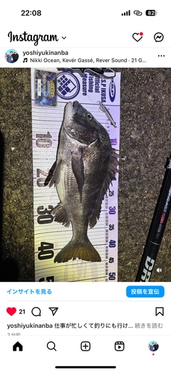 チヌの釣果