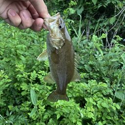 スモールマウスバス