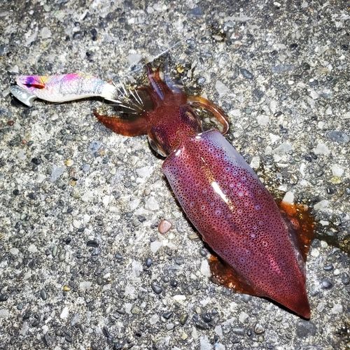 ケンサキイカの釣果