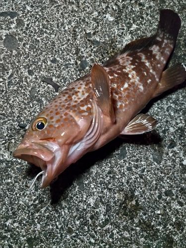 キジハタの釣果
