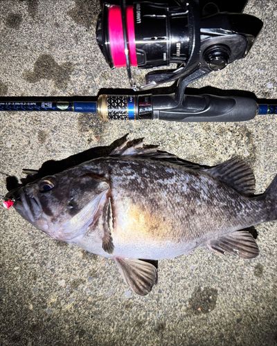 クロソイの釣果