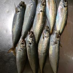 アジ