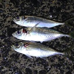 アジ