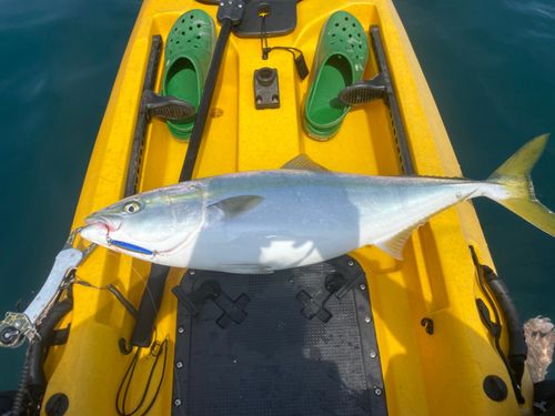 ワラサの釣果