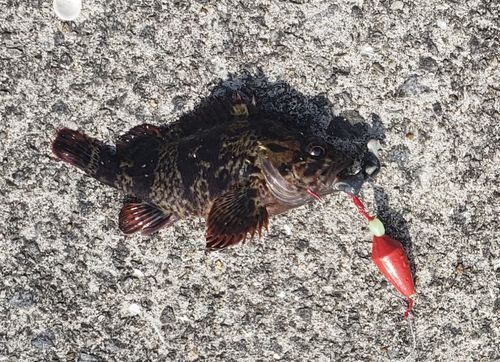 ムラソイの釣果