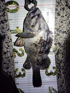 クロソイの釣果