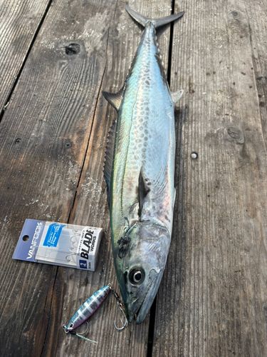 サゴシの釣果