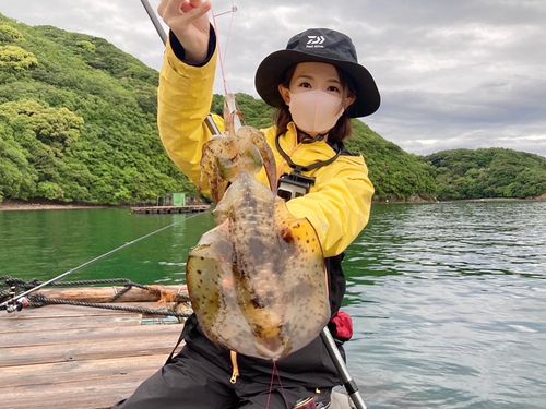 アオリイカの釣果