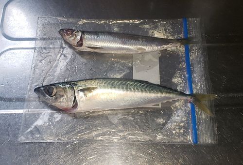 釣果
