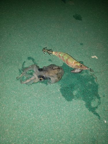 ミミイカの釣果