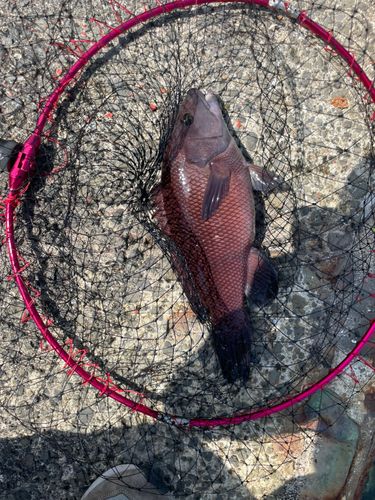 コブダイの釣果