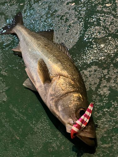 スズキの釣果