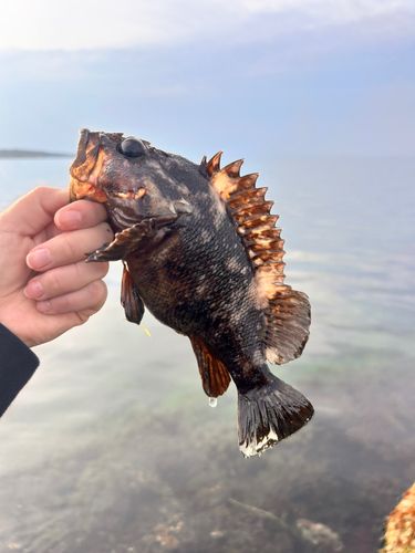 オウゴンムラソイの釣果